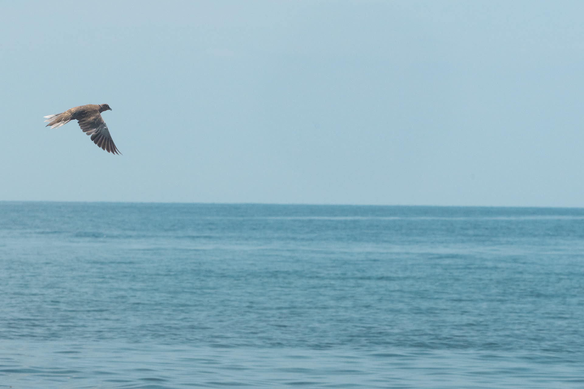 Un ave en vuelo, rasante sobre el mar, con la costa al fondo